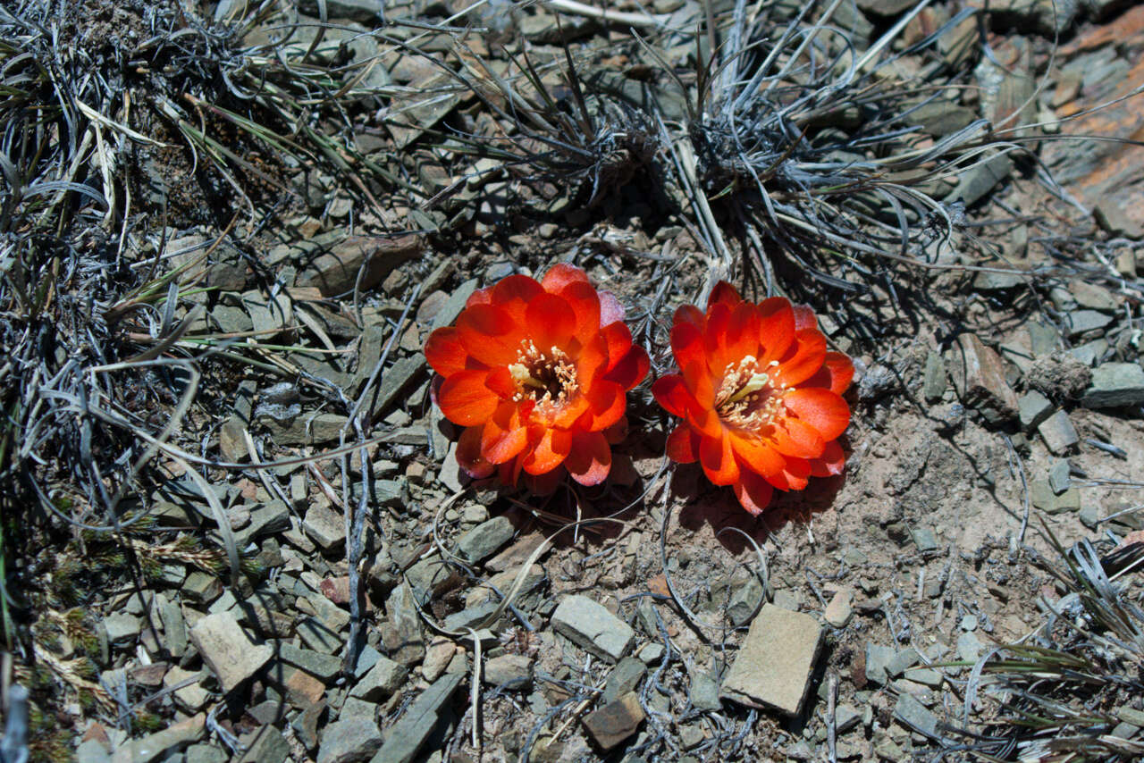 Image of <i>Aylostera pygmaea</i>