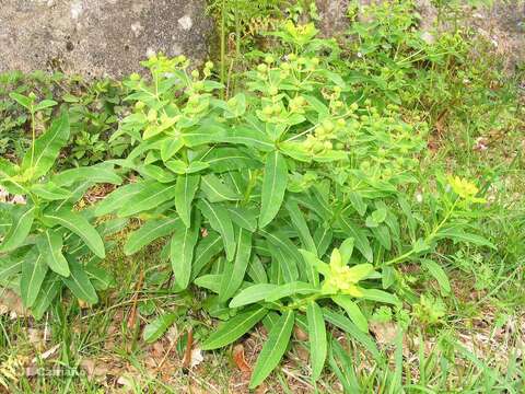 Imagem de Euphorbia hyberna L.