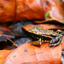 Imagem de Epipedobates darwinwallacei Cisneros-Heredia & Yánez-Muñoz 2011