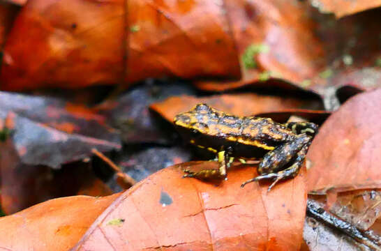 Image of Epipedobates darwinwallacei Cisneros-Heredia & Yánez-Muñoz 2011