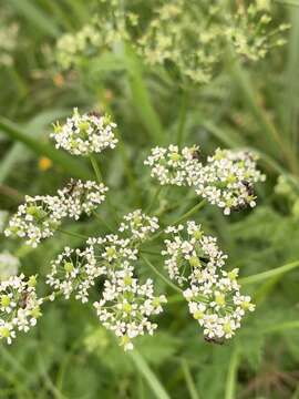 Imagem de Chaerophyllum azoricum Trelease