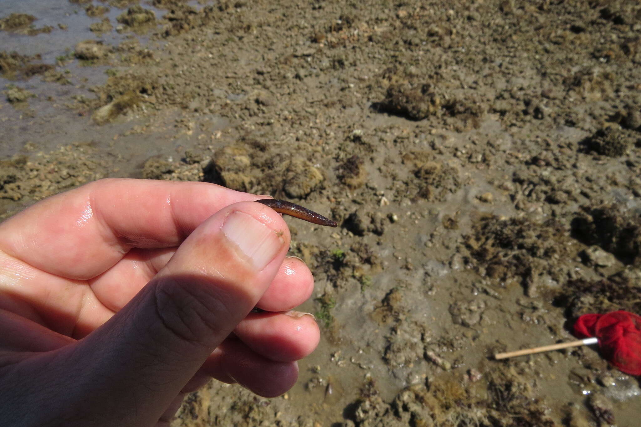 Image of Booth's pipefish