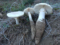 Image of Amanita gracilior Bas & Honrubia 1982