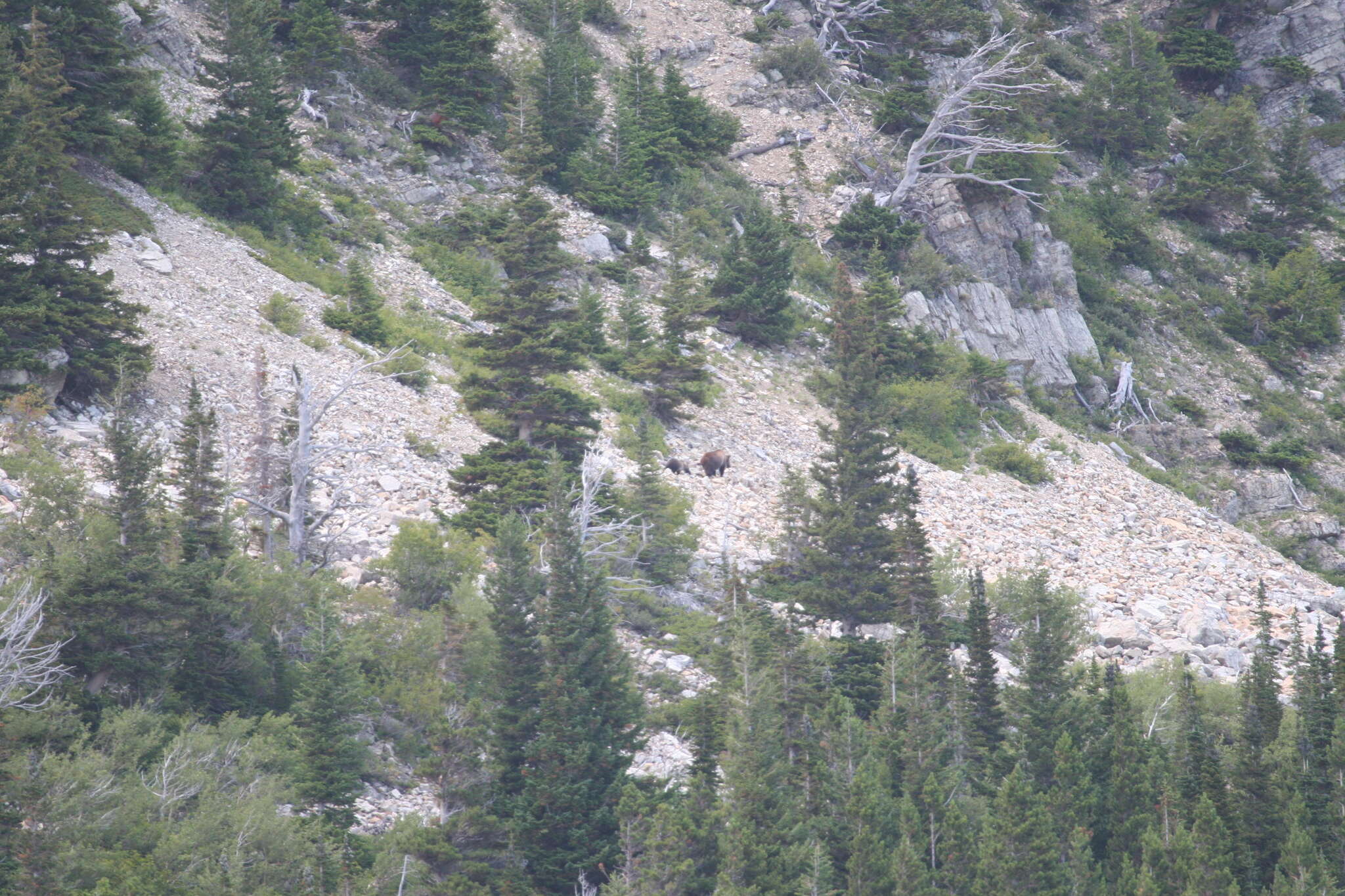 Image of grizzly bear