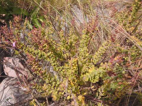 Image of Thorncroftia longiflora N. E. Br.