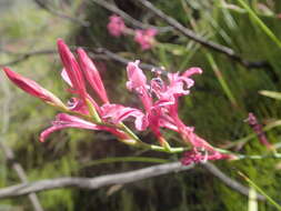 Image of Tritoniopsis ramosa var. unguiculata (Baker) G. J. Lewis