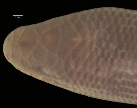Image of Udzungwa Limbless Skink