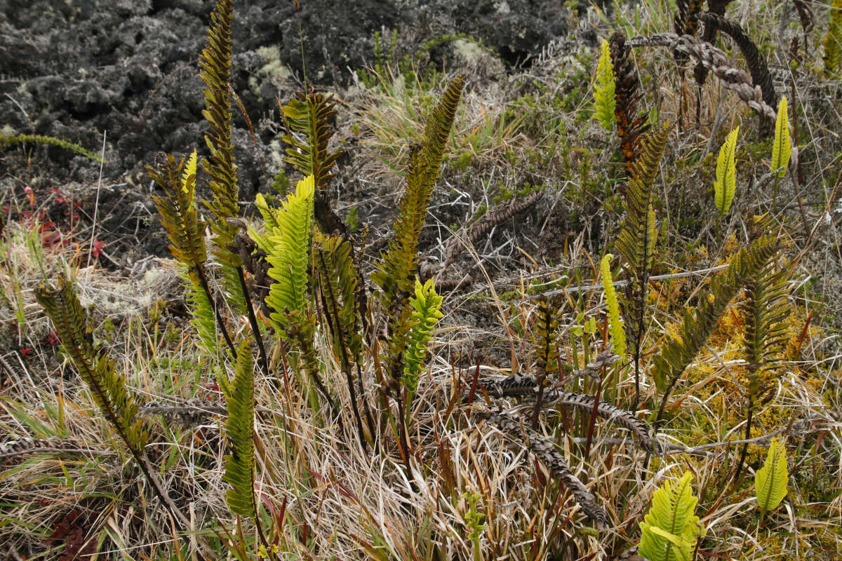 Image de Polypodium pellucidum var. vulcanicum Skottsberg