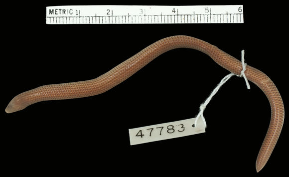 Image of Rondo limbless skink