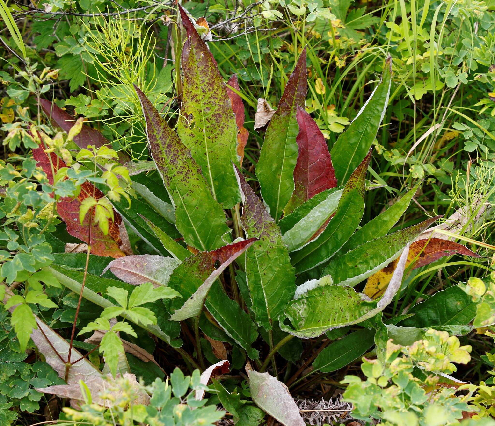 Image of Saussurea pseudotilesii Lipsch.