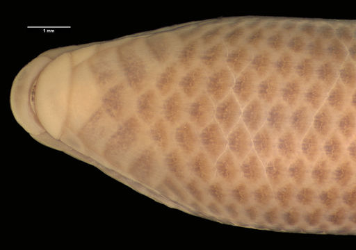 Image of Rondo limbless skink