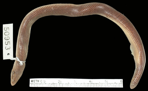Image of <i>Melanoseps ater</i> ssp. <i>misukuensis</i>