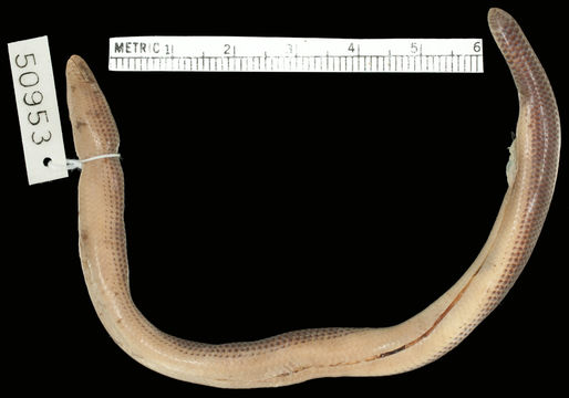Image of <i>Melanoseps ater</i> ssp. <i>misukuensis</i>