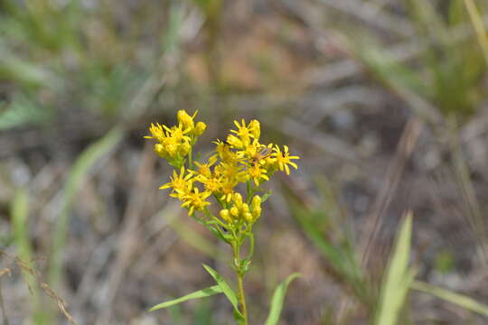 Image de Solidago vossii J. S. Pringle & Laureto