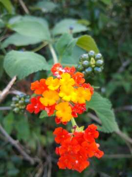 Image de Lantana camara subsp. camara