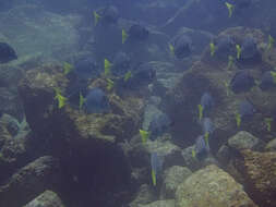 Image of Razor Surgeonfish