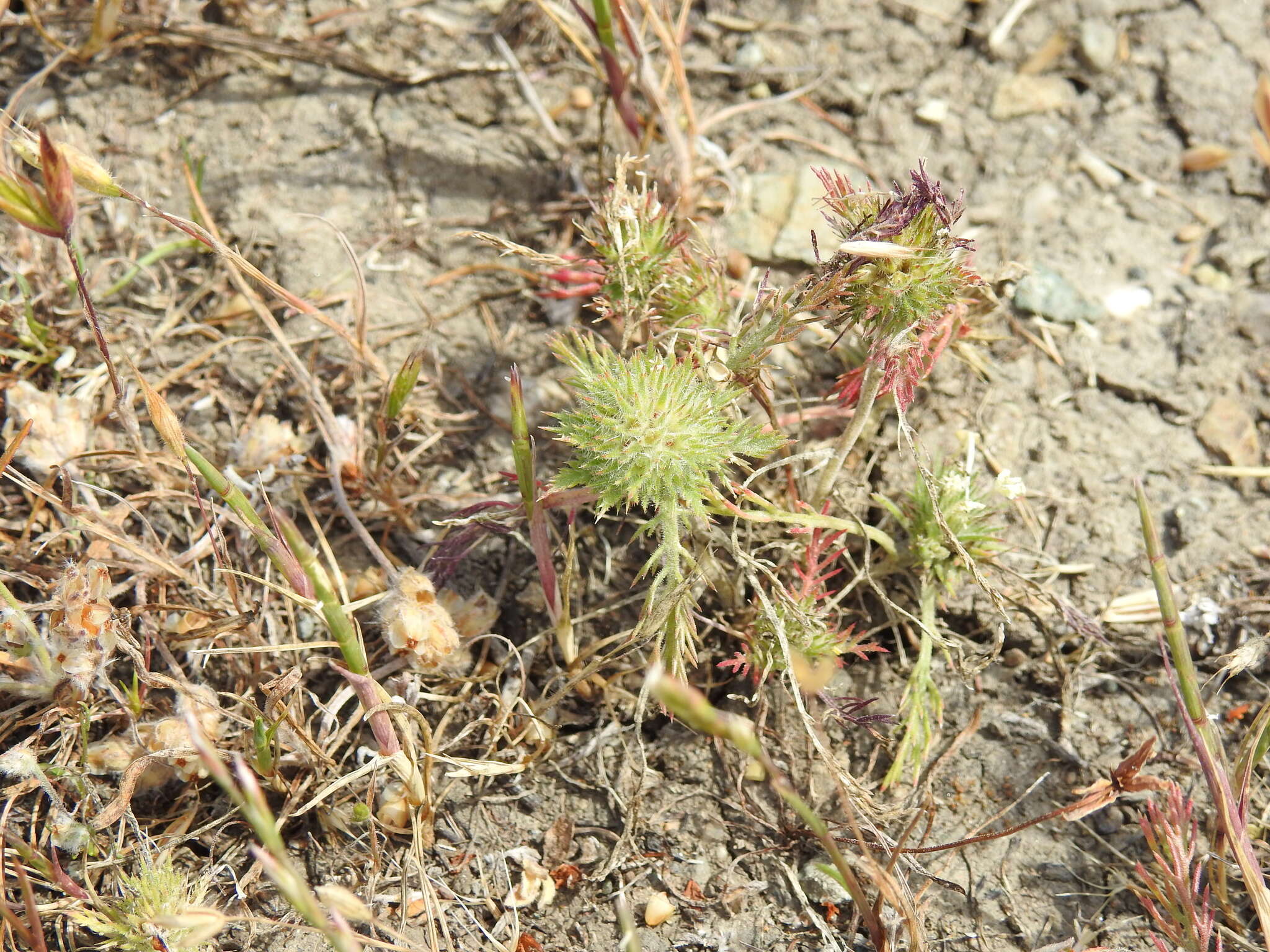 Image of cotulaleaf pincushionplant