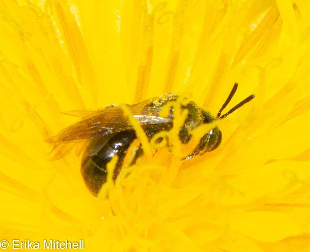 Image of Lasioglossum nigroviride (Graenicher 1911)