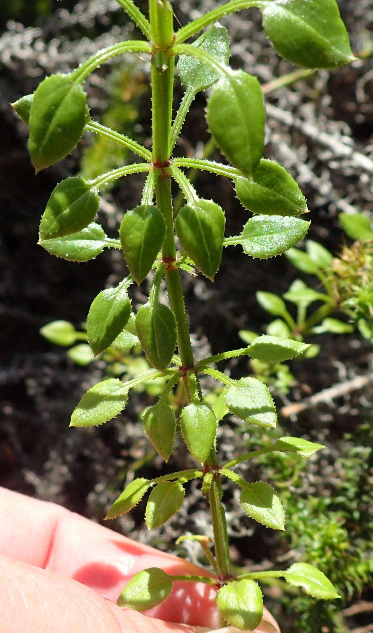 Image of Rubia petiolaris DC.