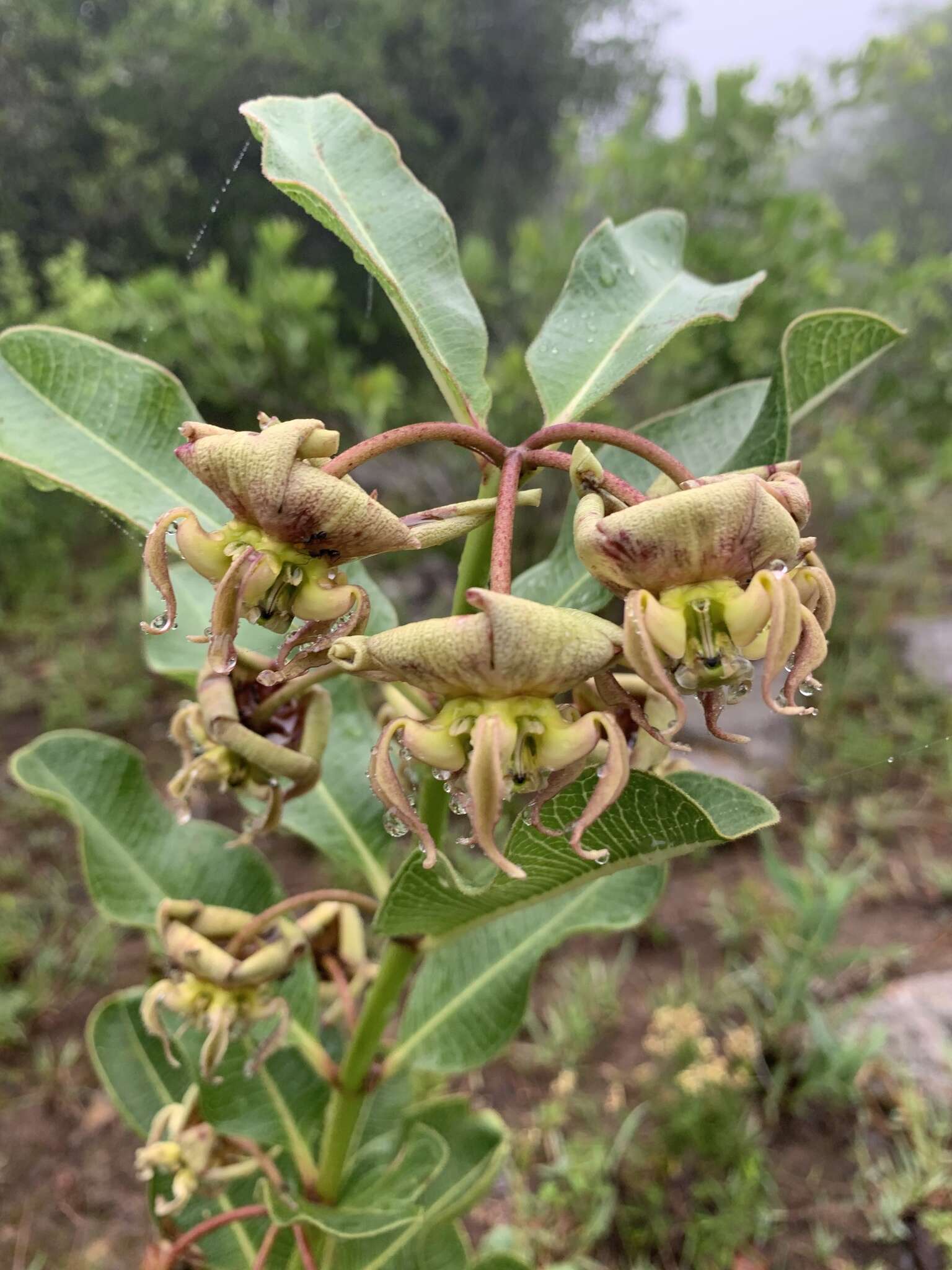 Image of Pachycarpus appendiculatus E. Mey.