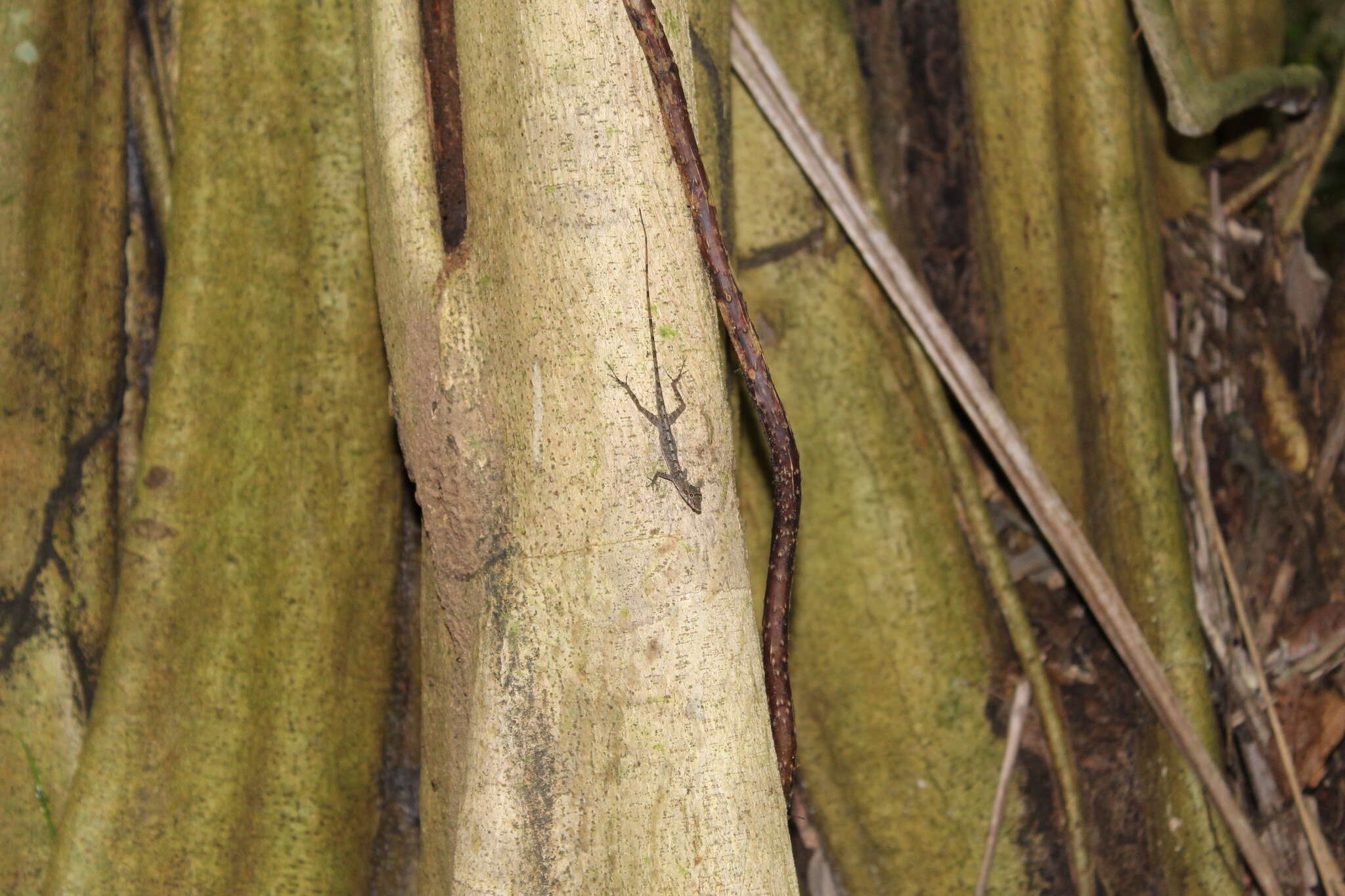 Image of Common Forest Anole