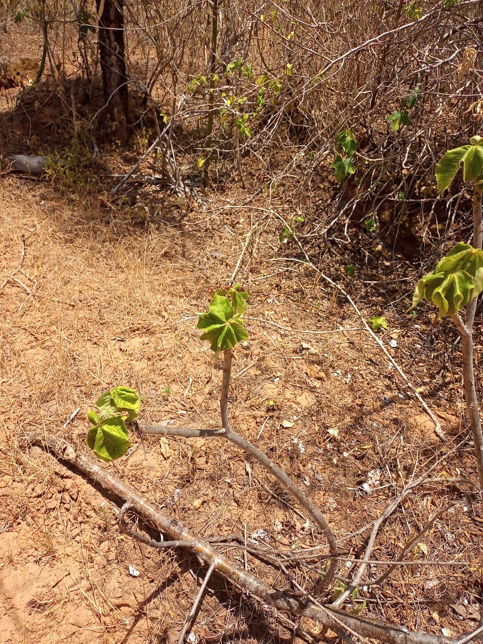 Image of Jatropha mollissima (Pohl) Baill.