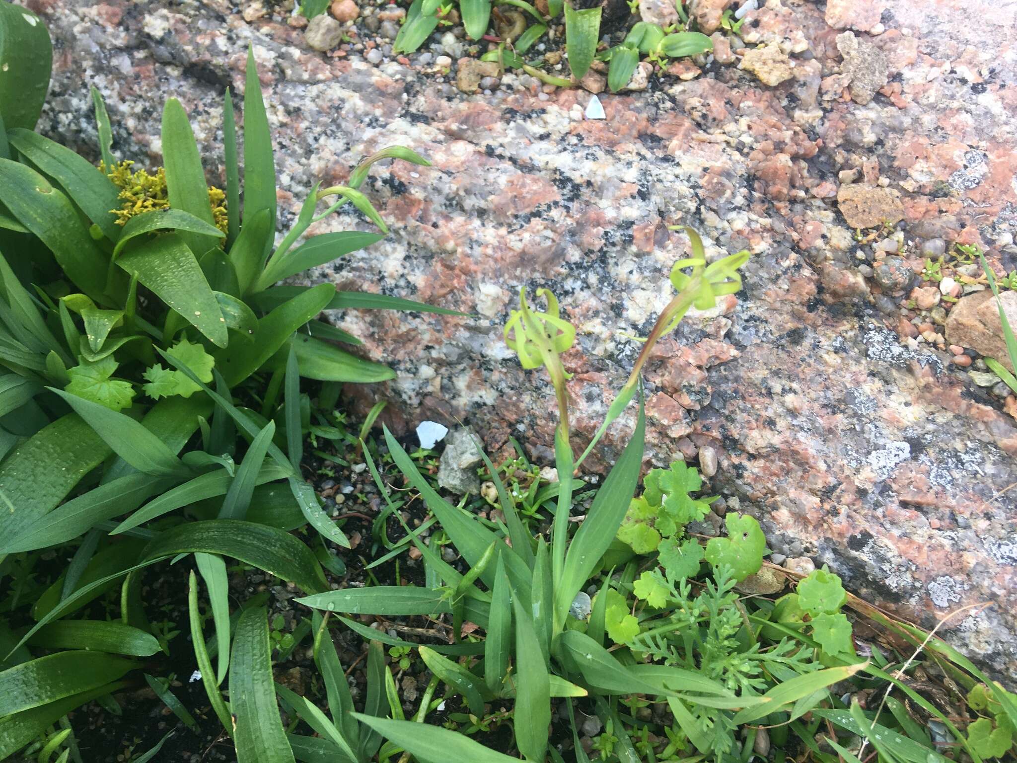 Image of Freesia viridis subsp. viridis