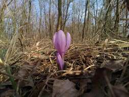 Image of Colchicum bulbocodium subsp. versicolor (Ker Gawl.) K. Perss.