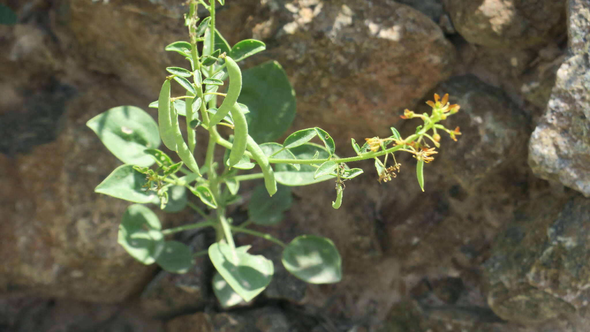 Image of Cleome rupicola Vicary