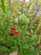 Asphondylia autumnalis Beutenmuller 1907 resmi