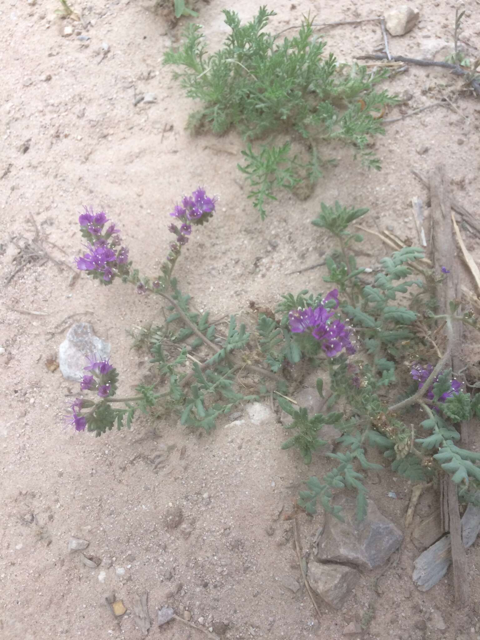 Image of Pope's phacelia