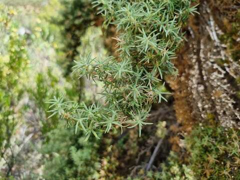 Image of Cliffortia arborea Marloth