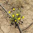 Plancia ëd Grindelia oxylepis Greene