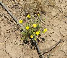 Image of Mexican gumweed