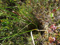 Image of Long's Bulrush