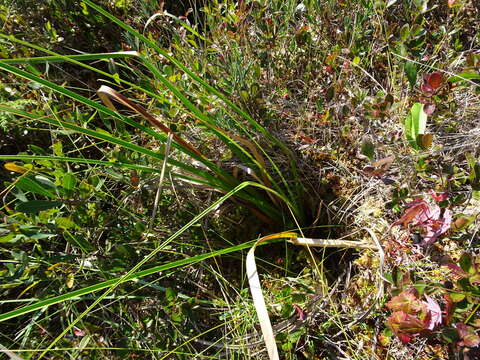 Imagem de Scirpus longii Fernald