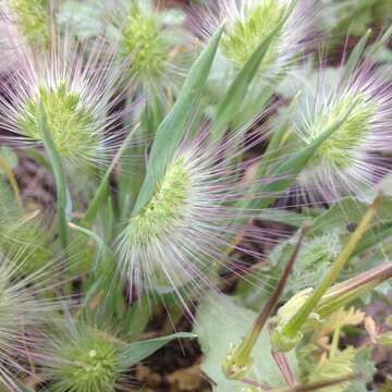 Plancia ëd Cynosurus coloratus Lehm. ex Steud.