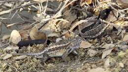 Imagem de Sceloporus albiventris Smith 1939