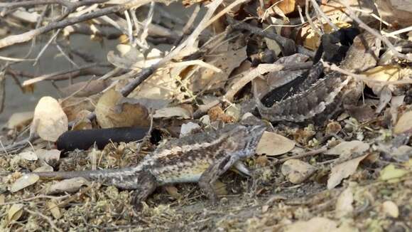 Image of Sceloporus albiventris Smith 1939