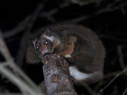 Image of Japanese Giant Flying Squirrel