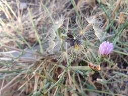 Image of Lactuca tenerrima Pourr.