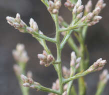 Image of pink cudweed