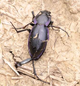 Image of Carabus (Morphocarabus) scheidleri Panzer 1799