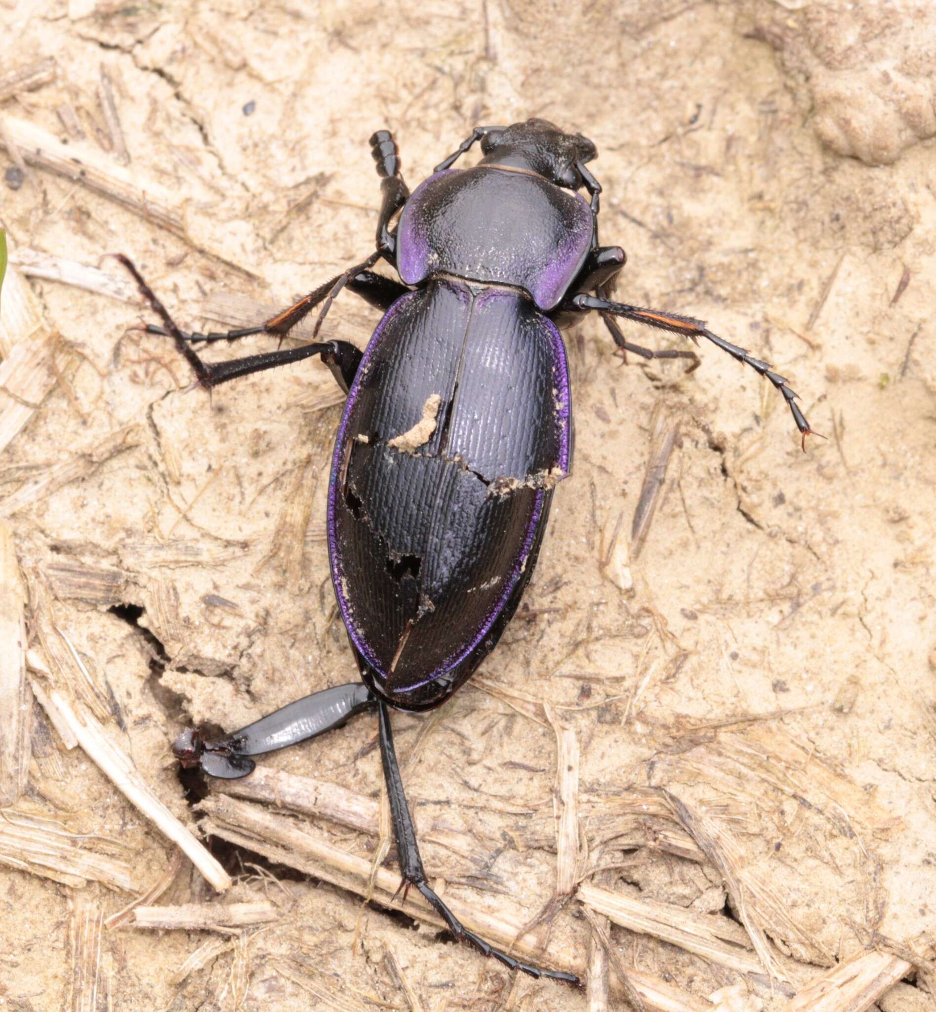 Carabus (Morphocarabus) scheidleri Panzer 1799 resmi