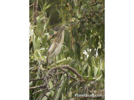 Image of Madagascar Pond-Heron