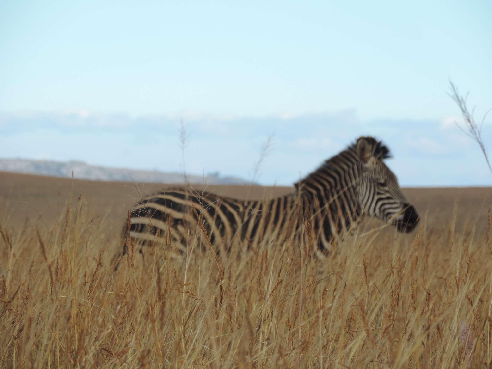 Image of Crawshay's zebra