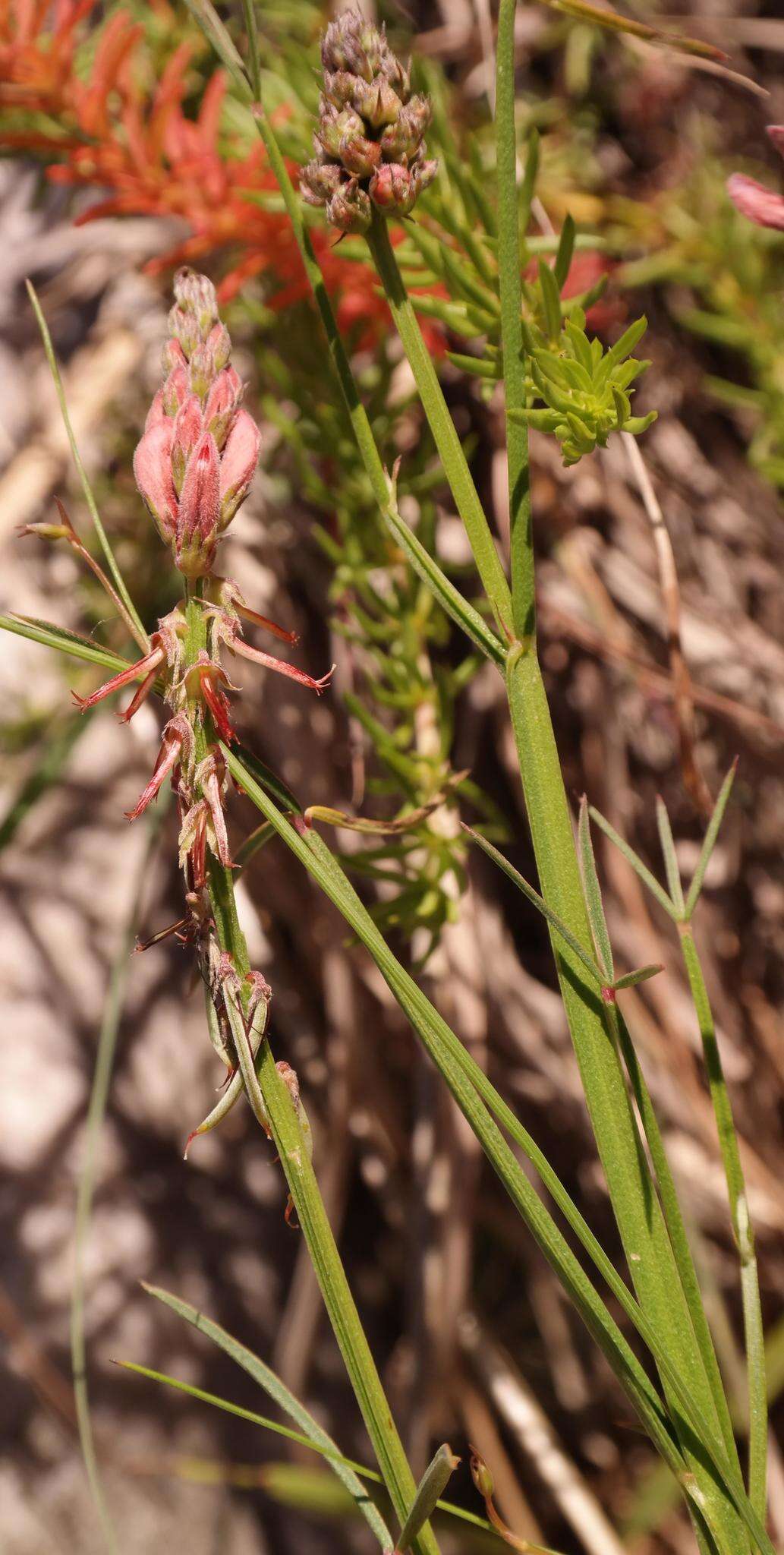 Plancia ëd Indigofera triquetra E. Mey.