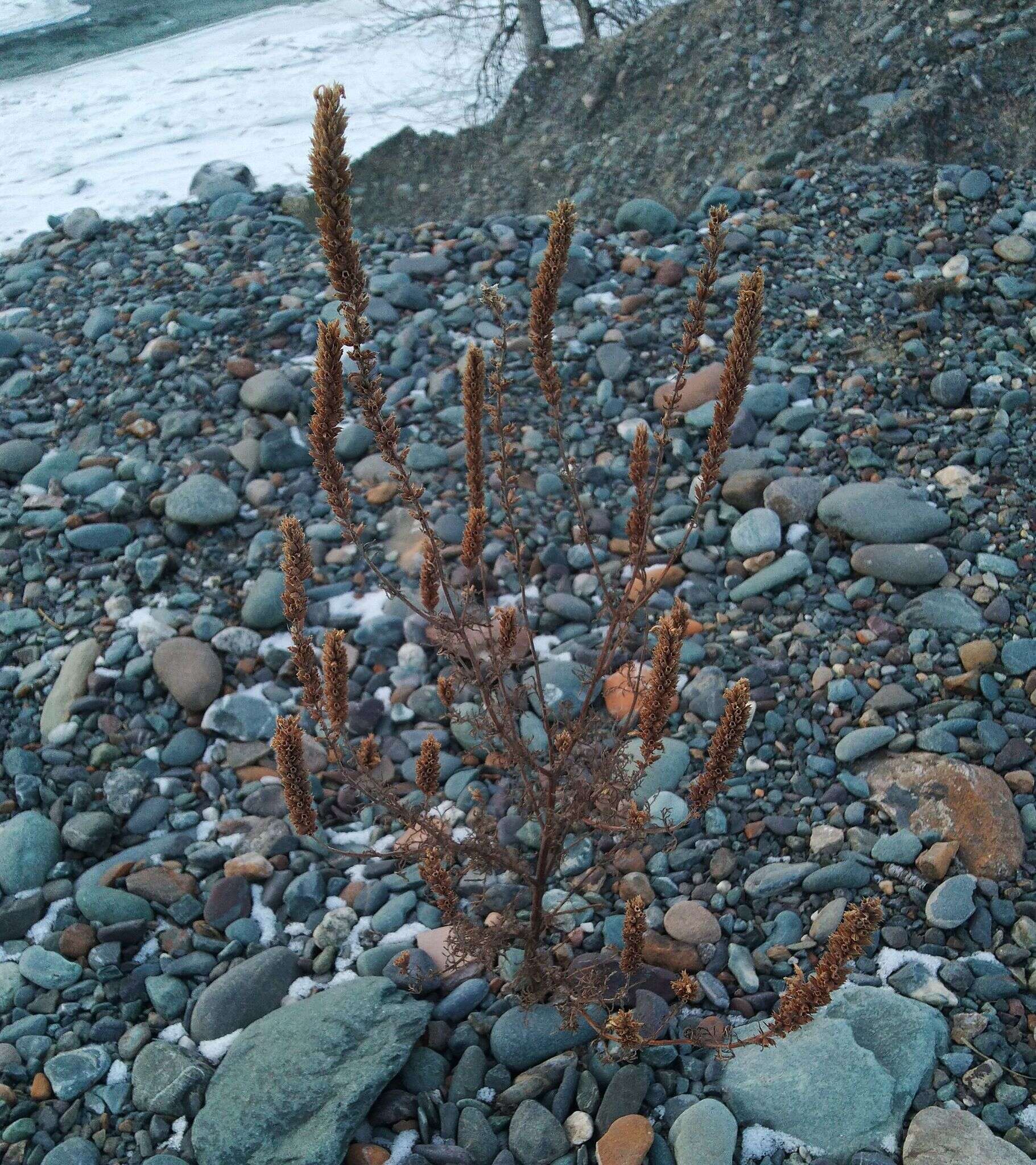 Image de Nepeta annua Pall.