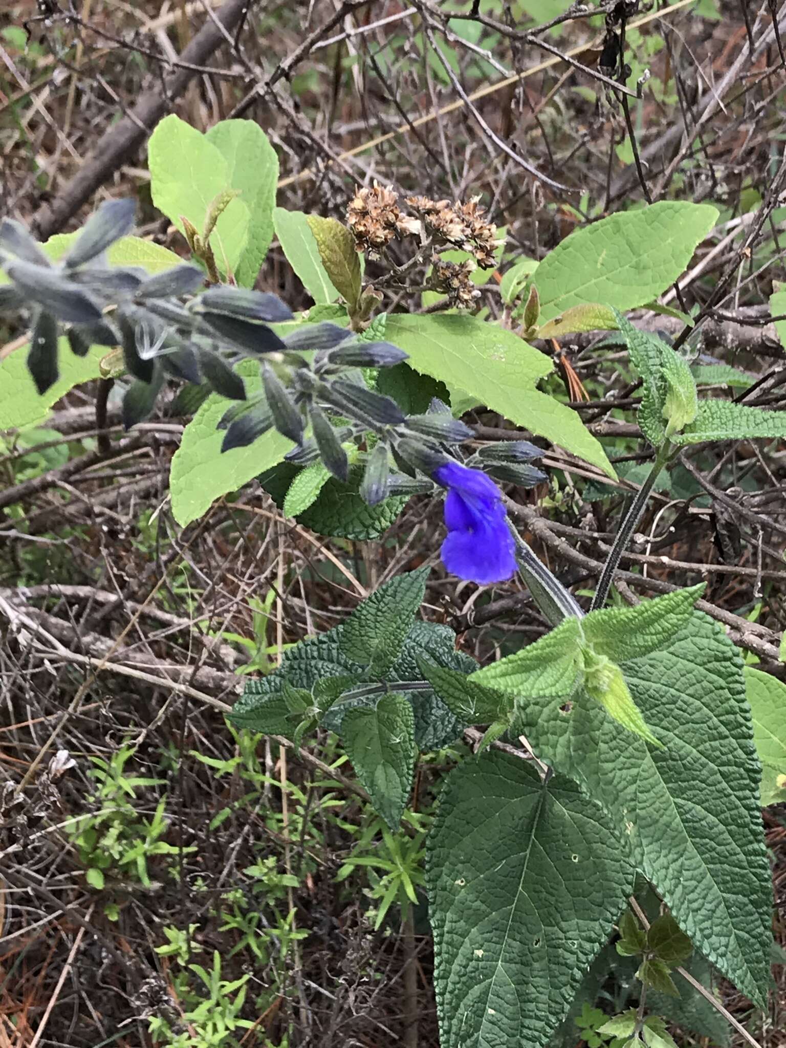 Image of Salvia urica Epling