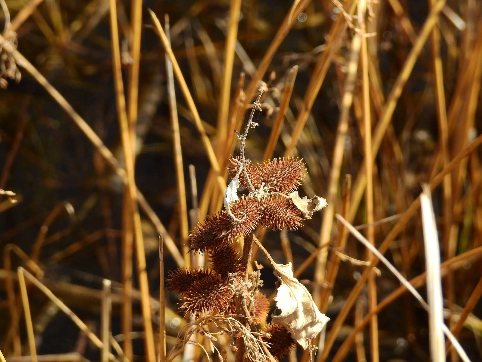 Image of Xanthium orientale subsp. italicum (Moretti) Greuter
